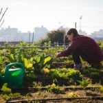 A young person kneeling down to inspect a small plant within an expansive urban garden with irrigation.