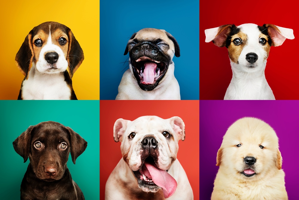 Headshots of six dogs from various breeds, including a pug and a golden retriever, displayed in individual colored squares.